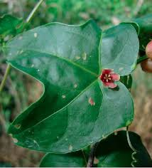 Image result for Acrotome hispida