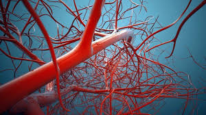 These are a reflection of the major forces driving social. 10 Amazing Facts About Your Blood Vessels Everyday Health