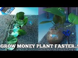 How To Grow Money Plant Faster Youtube Money Plant In Water Money Plant Water Plants