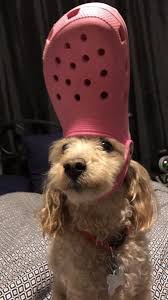 According to simplemost, the crocs for dogs were selling on amazon starting at $13. Dogs With Crocs On Twitter