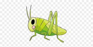 Insect Drawing Cricket Locust - Cricket Insect Drawing - Free Transparent  Png Clipart Images Download
