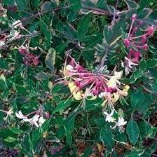 We did not find results for: The Hardy Honeysuckle Vines Dave S Garden