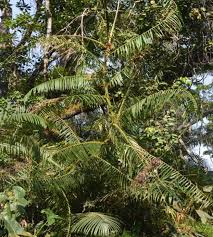 Image result for Eremospatha haullevilleana