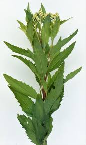 Image result for Nidorella ivifolia