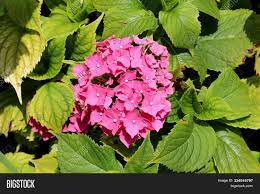 Cannas are not true lilies, but have been assigned by the apg ii system of 2003 to the order zingiberales in the monocot clade commelinids, together with their closest relatives, the gingers, spiral gingers, bananas, arrowroots, heliconias, and birds of paradise. Hydrangea Hortensia Image Photo Free Trial Bigstock