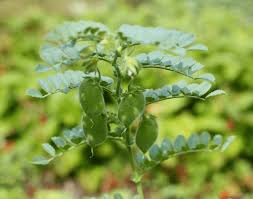 Image result for Cicer