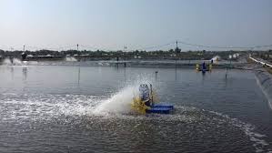 Warga Mendesak Pemkab Subang Tutup Tambak Udang Vaname Jayamukti