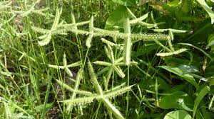Image result for Dactyloctenium geminatum