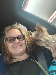 Norwegian Elkhound found at Kenneth City Animal Hospital