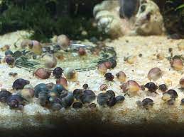 Lots Of Baby Mystery Snails Tanked Aquariums Snail Aquatic