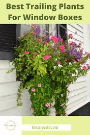 The Best Trailing Plants For Window Boxes Bless My Weeds In 2020 Plants Window Box Plants Easy Landscaping