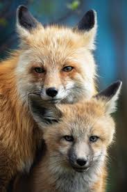 Locals' Guidebook 2024 by Best of Jackson Hole