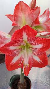 Image result for Hippeastrum