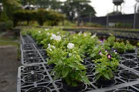 Check spelling or type a new query. Taiwan Sugar Flower Farm Garden Center Kaohsiung Travel Website