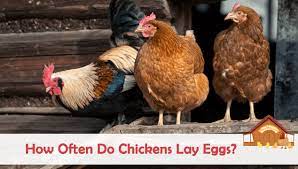 The reproductive tract is divided into two major parts: How Often Do Chickens Lay Eggs The Happy Chicken Coop