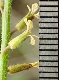 Image result for Carrichtera annua