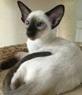 Siamese Cat Breed Information: Behavior, Pictures and Care ...
