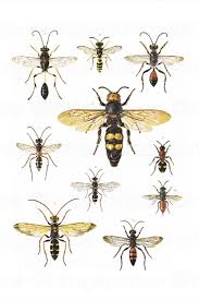 Digital Bee Print For Framing Or Paper Crafts Instant Download Bee Decor Vintage Bee Wall Art In 2020 Bee Illustration Bee Wall Art Vintage Art Prints