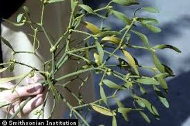 Image result for Viscum