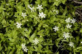 Image result for Stellaria sennii