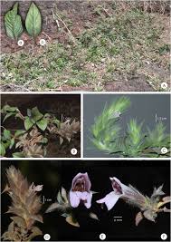 Image result for Lepidagathis scariosa