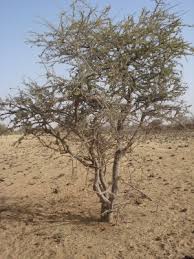 Image result for Maerua