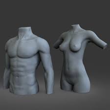 Male Female Mannequins 3d Model Anatomiya Modeli Zhenshina