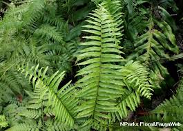 Image result for Nephrolepis biserrata