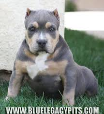 Black And White Pitbull Dog Price Blue Legacy Pits Bully Blue Pitbull Puppies For Sale Tri Color Pitbulls For Sale Xxl Extreme Pock Pitbull Puppies For Sale Pitbull Puppies Sick Puppies