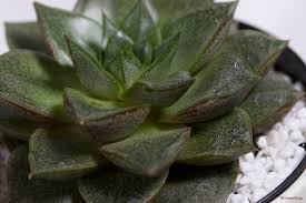 多肉植物の人気種類 代表種や花が咲く種類のおすすめは Horti ホルティ By Greensnap