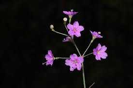 Image result for Nyctaginaceae