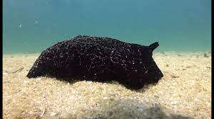 For faster navigation, this iframe is preloading the wikiwand page for california sea hare. Loads Of Massive Black Sea Slug Sea Hare Things At Junkyard Youtube