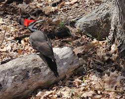 Female pileated woodpecker (dryocopus pileatus) resting on tree a female pileated woodpecker (dryocopus pileatus) resting on the side of an oak tree. Birdwatching How Do You Talk About Pileated Woodpeckers