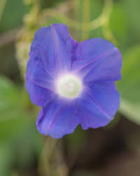 Image result for Ipomoea dichroa