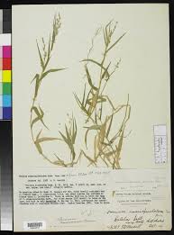 Image result for Acroceras amplectens