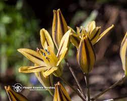 Pretty Face And The Inner Radiance Of The Soul Flower Essence Services