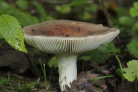 Image result for Russula sp
