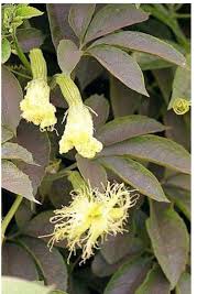 Image result for Dissotis ruandensis