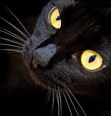 Grizz Album On Imgur Beautiful Cats Cute Cats Cats