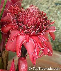 Image result for Etlingera
