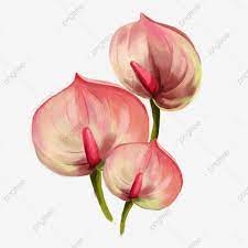 Download This Hand Painted Flower Pink Anthurium Hand Painted Flower Flower With Picture Pink Flowers Background Watercolor Flower Background Flower Painting