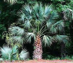 Image result for Sabal
