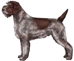 Find akc dogs & puppies in tx by local dog breeders in the lone star state. Wirehaired Pointing Griffon Information