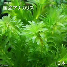メダカ金魚藻 国産 無農薬アナカリス 10本 チャーム
