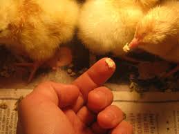 Arti mimpi ayam selalu dikaitkan dengan hal baik yang berpengaruh dalam rezeki, pekerjaan, maupun hubungan dengan orang lain. Kenapa Ayam Impian Tafsiran Mimpi Ayam