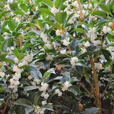 Shop our huge selection of flowering trees online with delivery right to your door. Tea Olive Teaoli01g The Home Depot