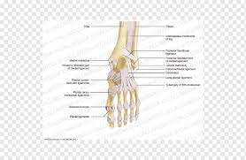 Ada banyak produk herbal yang dijual oleh lazada. Sendi Ligamen Kaki Tulang Sendi Bagian Belakang Berjalan Sudut Tangan Yang Lain Png Pngwing