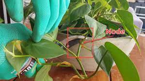 This post shares my heart leaf philodendron care tips, including how to care for brasil philodendron and how to propagate philodendron! Propagating And Growing A Heartleaf Philodendron In Water Bigboyplants