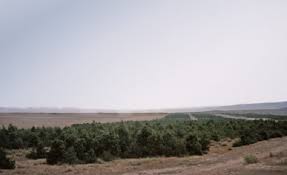 Barrage vert dans les années 70'», rapporte l'aps. L Algerie Sollicite L Aide Du Fonds Vert Onusien Pour Le Climat Pour Financer Un Projet Sur Le Barrage Vert Algerie360