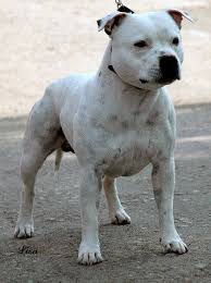 We did not find results for: Standard Dello Staffordshire Bull Terrier Bull Terrier American Bulldog Puppies Bulldog Breeds